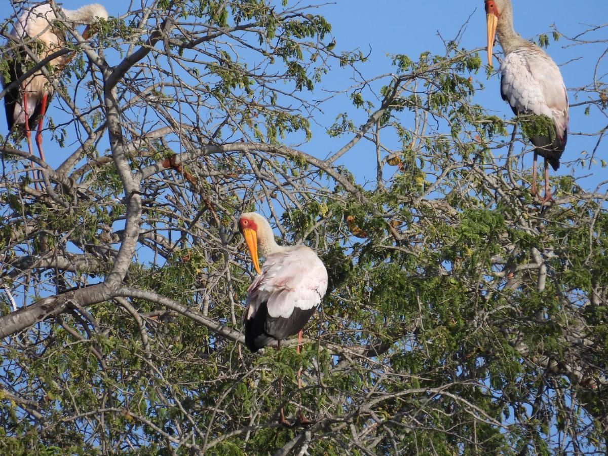 Sausage Tree Safari Camp Balule Game Reserve Exterior photo