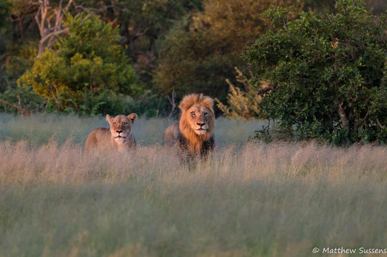 Sausage Tree Safari Camp Balule Game Reserve Exterior photo